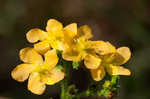 Hairy St. Johnswort